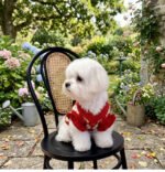 Red Argyle Cherry Knitted Dog Pullover – Κόκκινο Πλεκτό Πουλόβερ Σκύλου με Ρόμβους & Κερασάκι - Image 4
