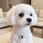 Pearl & Bow Dog Necklace – Περλέ Περιδέραιο Σκύλου με Ασπρόμαυρο Φιόγκο - Image 3
