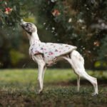Luxury Αδιάβροχο Μπουφάν Σκύλου Διπλής Όψης – Olive / Festive Print - Image 5