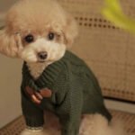 Dark Green Knitted Duffle Dog Pullover – Σκούρο Πράσινο Πλεκτό Πουλόβερ Σκύλου με Κουμπιά Duffle