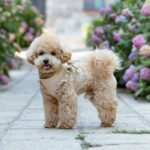 SugarPup Exclusive: Ανατομικό Σαμαράκι με Βολάν & Οδηγό ‘Beige Chic’ - Image 2
