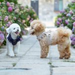 SugarPup Exclusive:Ανατομικό Σαμαράκι με Βολάν & Οδηγό 'Navy chic' - Image 2