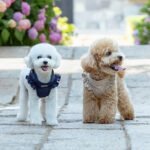 SugarPup Exclusive: Ανατομικό Σαμαράκι με Βολάν & Οδηγό ‘Beige Chic’ - Image 4